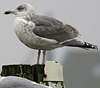 2cy argentatus in February, ringed in Russia. (84802 bytes)